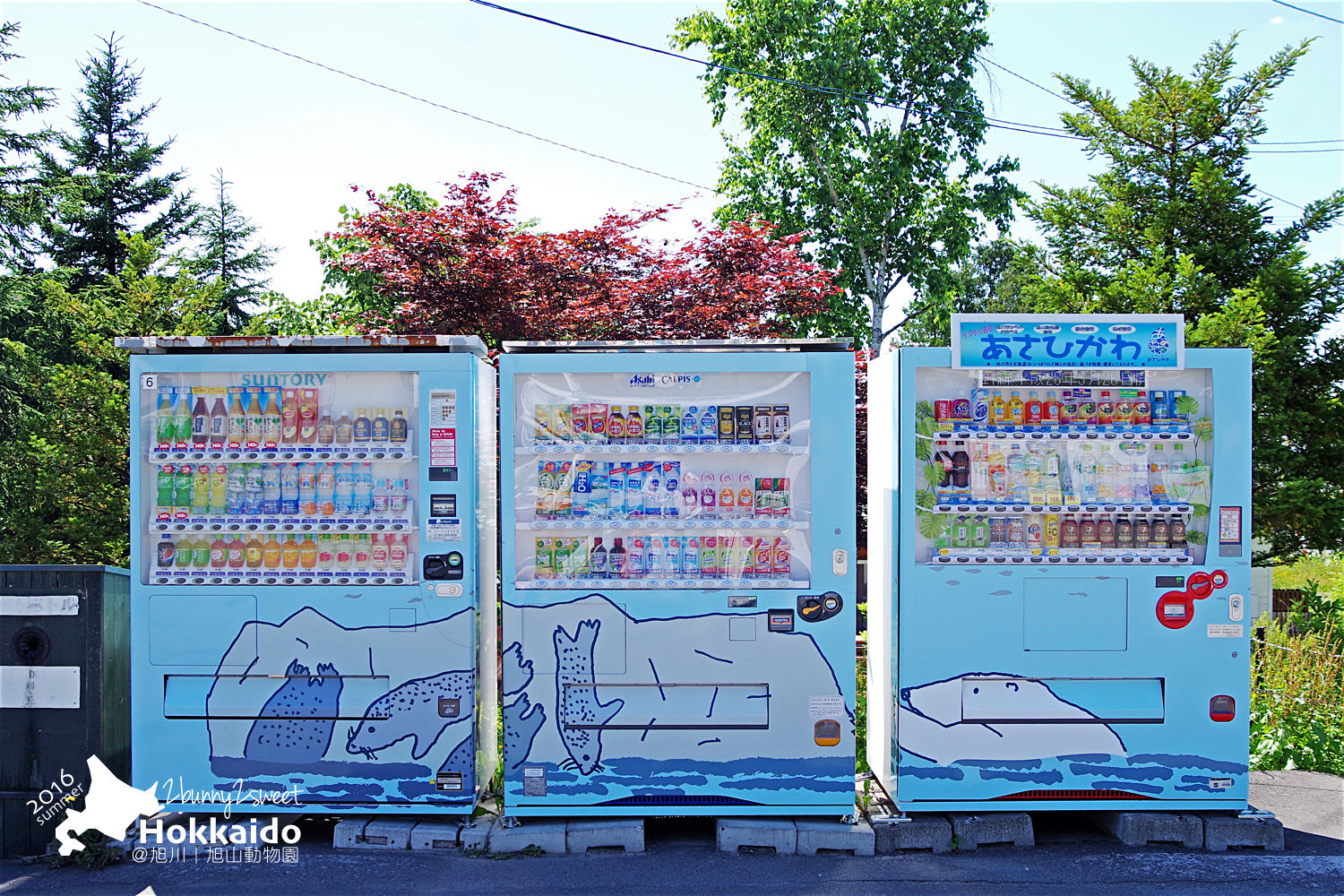 [北海道|親子|自駕] 旭山動物園～看極地動物不用隔著玻璃!! 在『旭山動物園』和企鵝、北極熊面對面～旭川親子景點 @兔兒毛毛姊妹花
