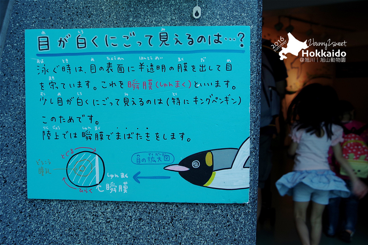 [北海道|親子|自駕] 旭山動物園～看極地動物不用隔著玻璃!! 在『旭山動物園』和企鵝、北極熊面對面～旭川親子景點 @兔兒毛毛姊妹花