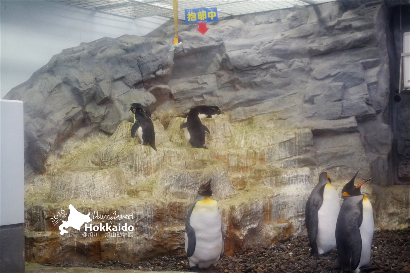 [北海道|親子|自駕] 旭山動物園～看極地動物不用隔著玻璃!! 在『旭山動物園』和企鵝、北極熊面對面～旭川親子景點 @兔兒毛毛姊妹花