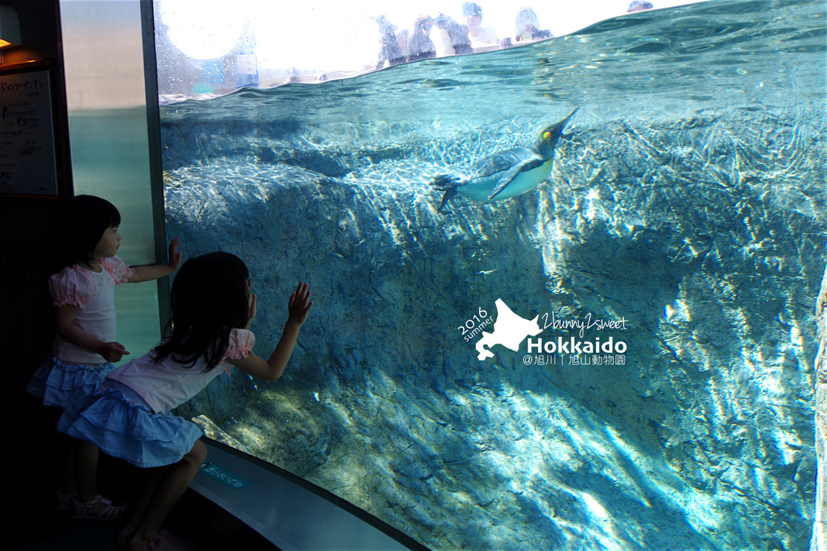 [北海道|親子|自駕] 旭山動物園～看極地動物不用隔著玻璃!! 在『旭山動物園』和企鵝、北極熊面對面～旭川親子景點 @兔兒毛毛姊妹花