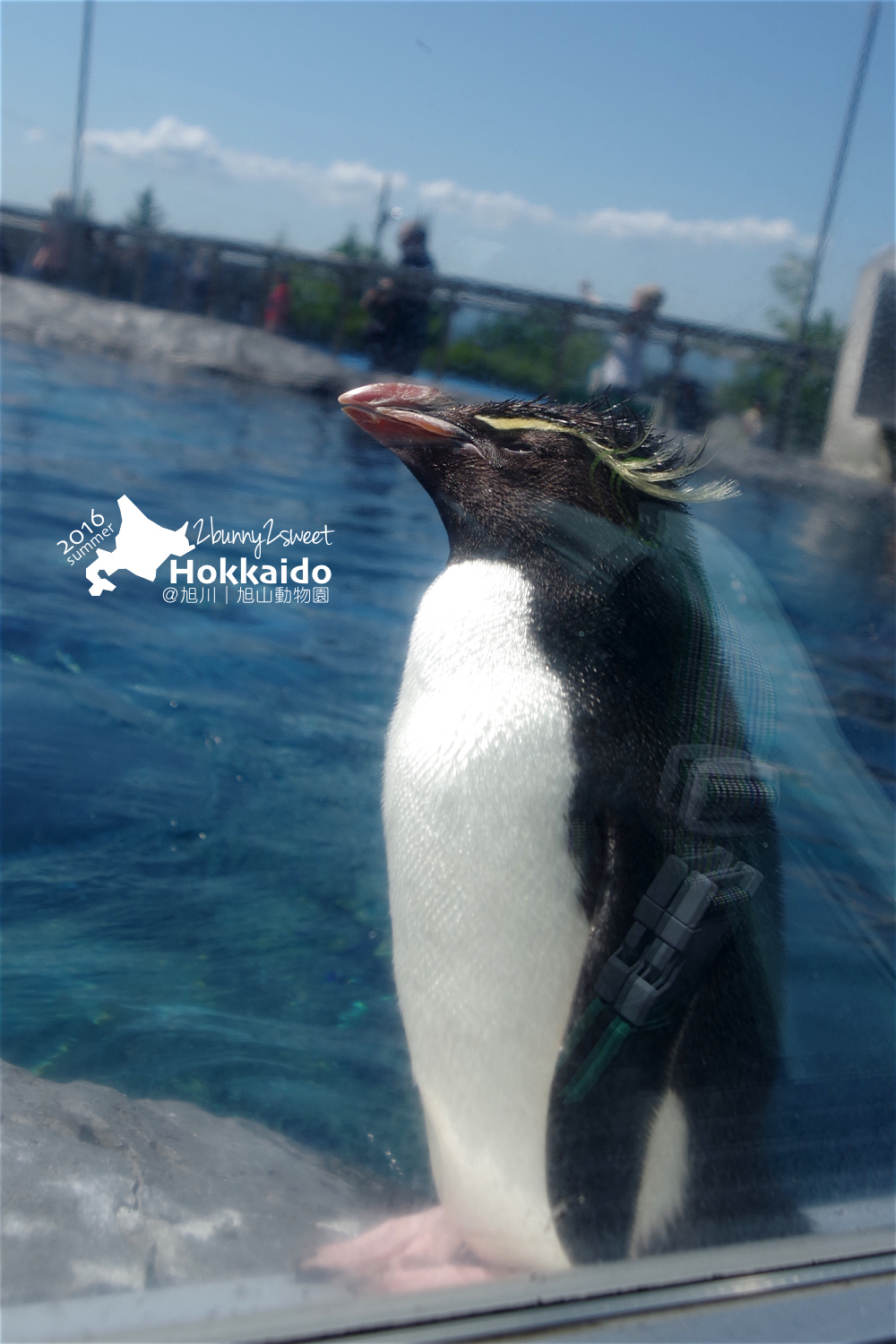 [北海道|親子|自駕] 旭山動物園～看極地動物不用隔著玻璃!! 在『旭山動物園』和企鵝、北極熊面對面～旭川親子景點 @兔兒毛毛姊妹花
