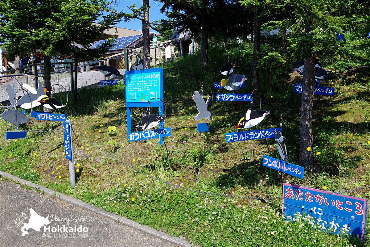 [北海道|親子|自駕] 旭山動物園～看極地動物不用隔著玻璃!! 在『旭山動物園』和企鵝、北極熊面對面～旭川親子景點 @兔兒毛毛姊妹花