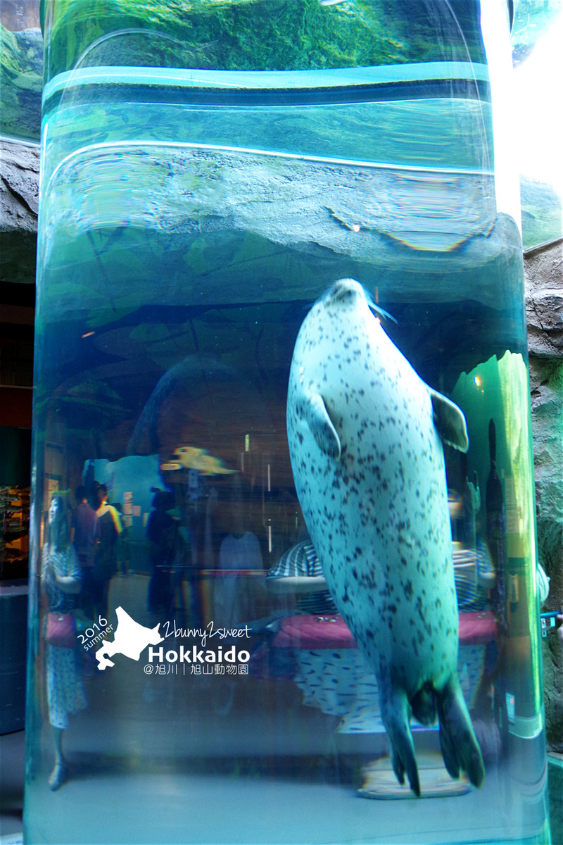 [北海道|親子|自駕] 旭山動物園～看極地動物不用隔著玻璃!! 在『旭山動物園』和企鵝、北極熊面對面～旭川親子景點 @兔兒毛毛姊妹花