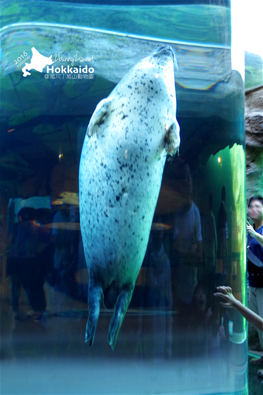 [北海道|親子|自駕] 旭山動物園～看極地動物不用隔著玻璃!! 在『旭山動物園』和企鵝、北極熊面對面～旭川親子景點 @兔兒毛毛姊妹花
