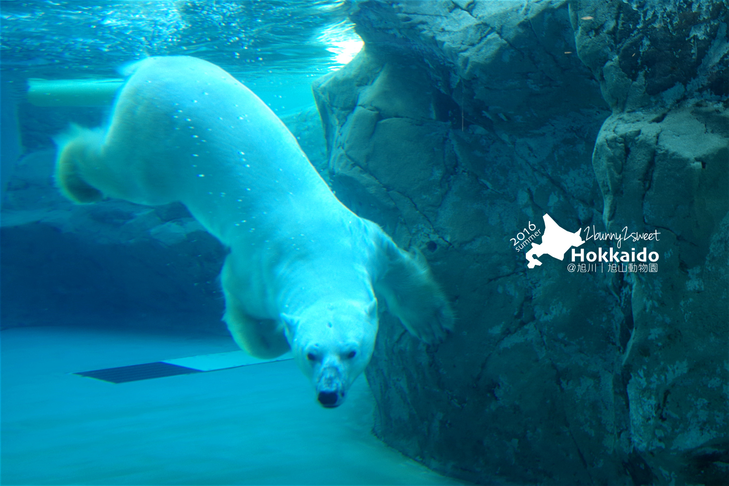 [北海道|親子|自駕] 旭山動物園～看極地動物不用隔著玻璃!! 在『旭山動物園』和企鵝、北極熊面對面～旭川親子景點 @兔兒毛毛姊妹花