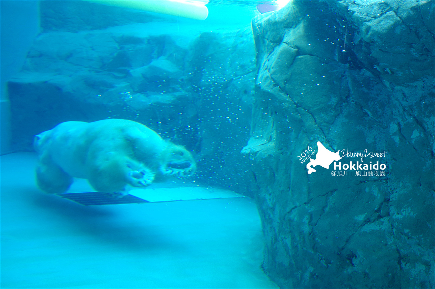 [北海道|親子|自駕] 旭山動物園～看極地動物不用隔著玻璃!! 在『旭山動物園』和企鵝、北極熊面對面～旭川親子景點 @兔兒毛毛姊妹花