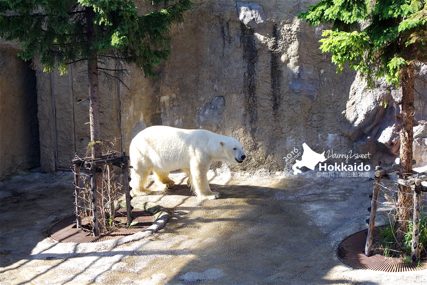 [北海道|親子|自駕] 旭山動物園～看極地動物不用隔著玻璃!! 在『旭山動物園』和企鵝、北極熊面對面～旭川親子景點 @兔兒毛毛姊妹花