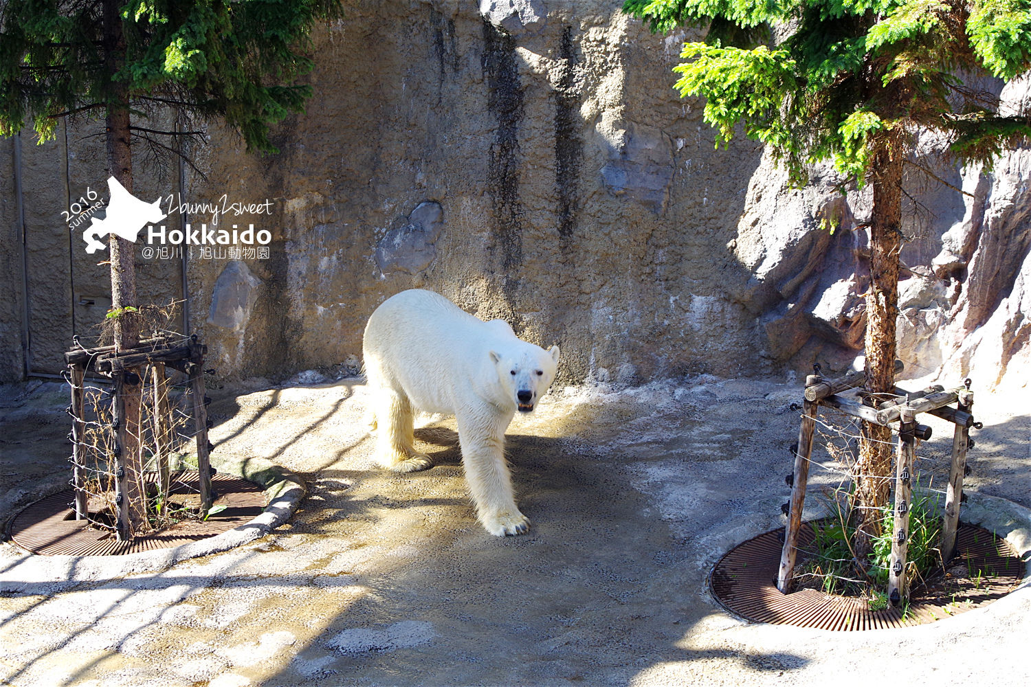 [北海道|親子|自駕] 旭山動物園～看極地動物不用隔著玻璃!! 在『旭山動物園』和企鵝、北極熊面對面～旭川親子景點 @兔兒毛毛姊妹花