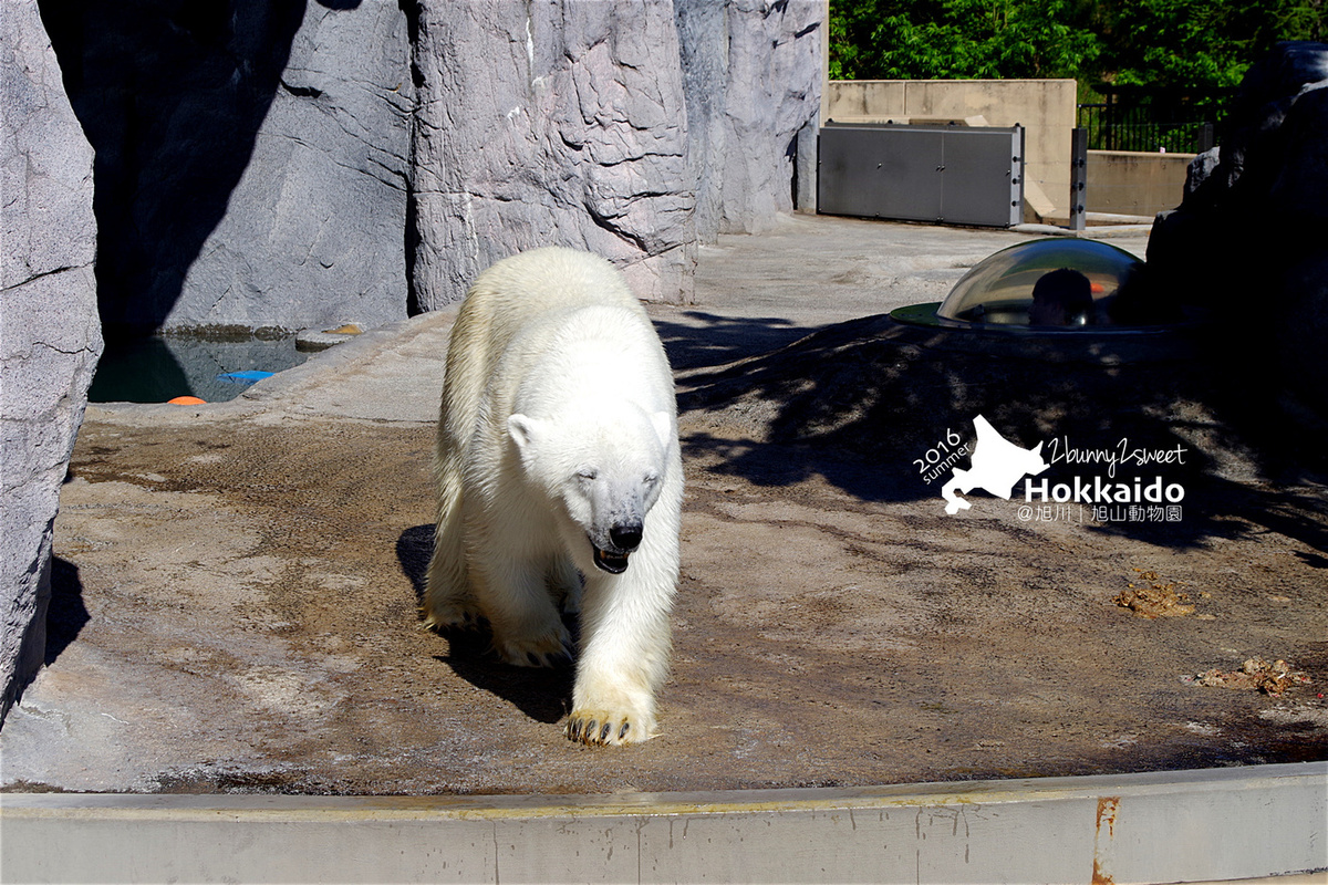 [北海道|親子|自駕] 旭山動物園～看極地動物不用隔著玻璃!! 在『旭山動物園』和企鵝、北極熊面對面～旭川親子景點 @兔兒毛毛姊妹花