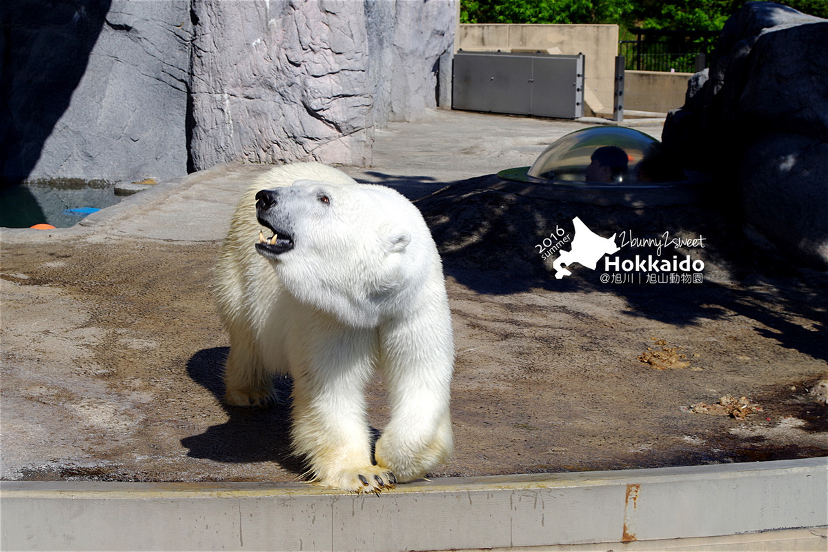 [北海道|親子|自駕] 旭山動物園～看極地動物不用隔著玻璃!! 在『旭山動物園』和企鵝、北極熊面對面～旭川親子景點 @兔兒毛毛姊妹花