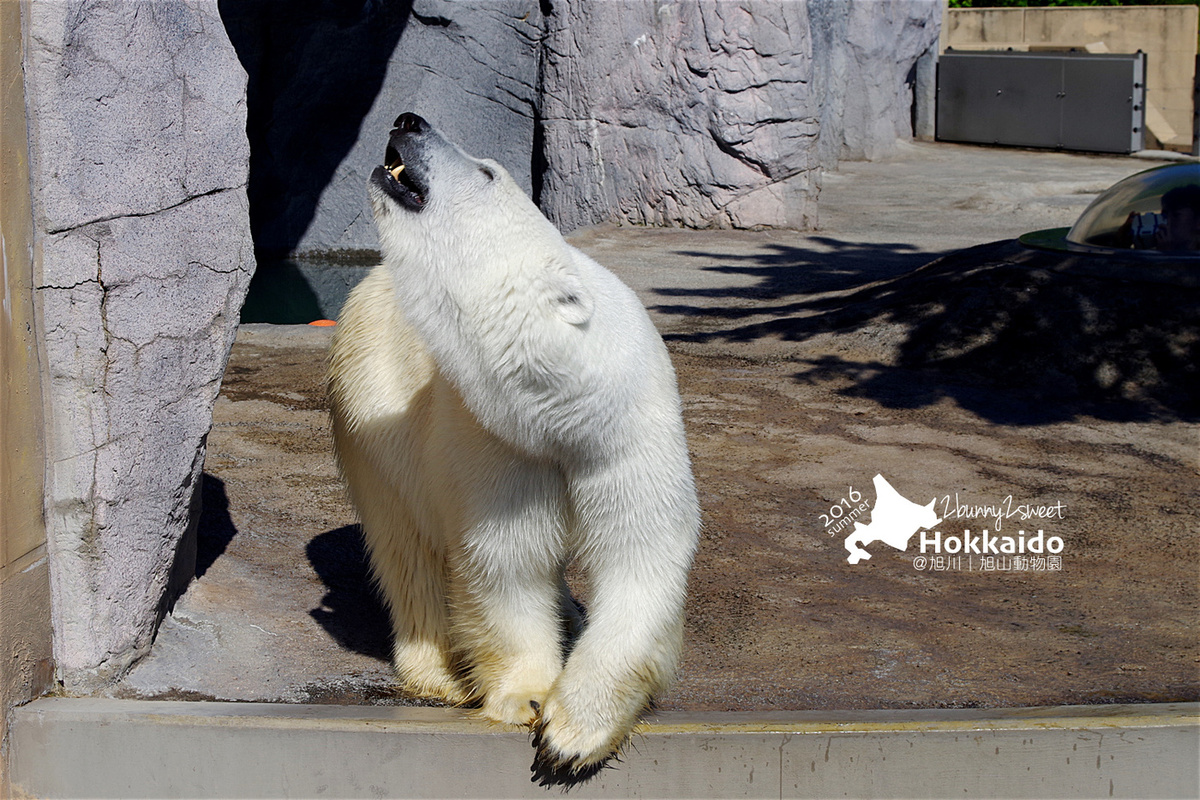[北海道|親子|自駕] 旭山動物園～看極地動物不用隔著玻璃!! 在『旭山動物園』和企鵝、北極熊面對面～旭川親子景點 @兔兒毛毛姊妹花