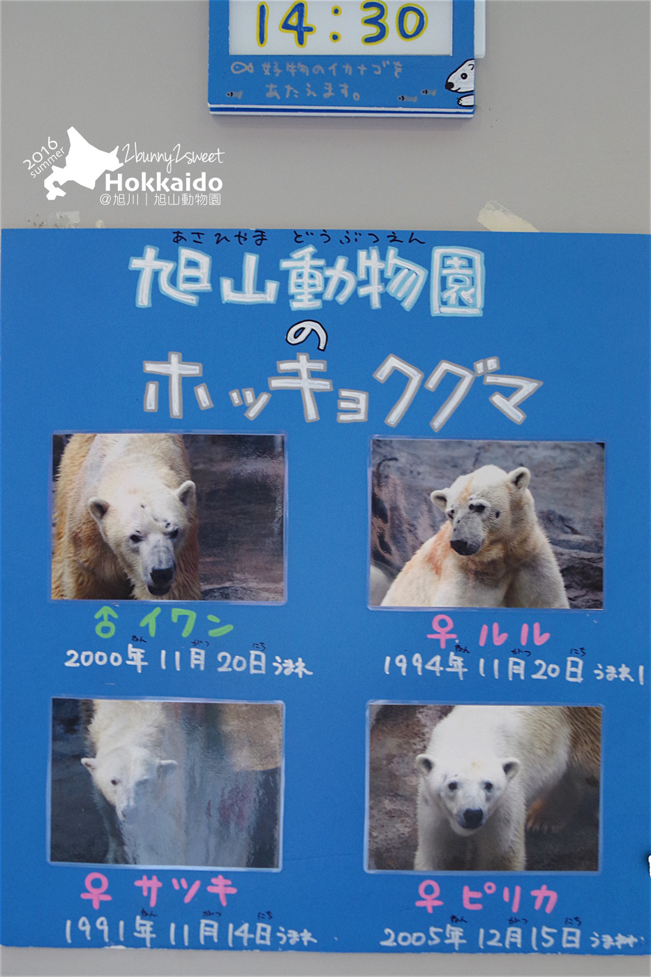 [北海道|親子|自駕] 旭山動物園～看極地動物不用隔著玻璃!! 在『旭山動物園』和企鵝、北極熊面對面～旭川親子景點 @兔兒毛毛姊妹花