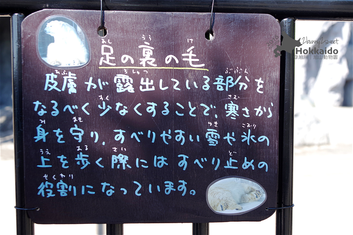 [北海道|親子|自駕] 旭山動物園～看極地動物不用隔著玻璃!! 在『旭山動物園』和企鵝、北極熊面對面～旭川親子景點 @兔兒毛毛姊妹花