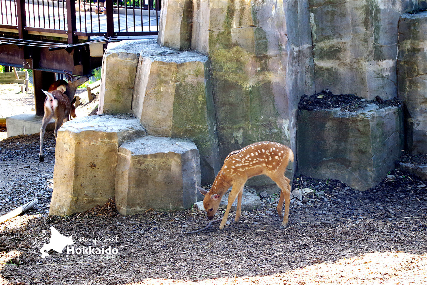 [北海道|親子|自駕] 旭山動物園～看極地動物不用隔著玻璃!! 在『旭山動物園』和企鵝、北極熊面對面～旭川親子景點 @兔兒毛毛姊妹花