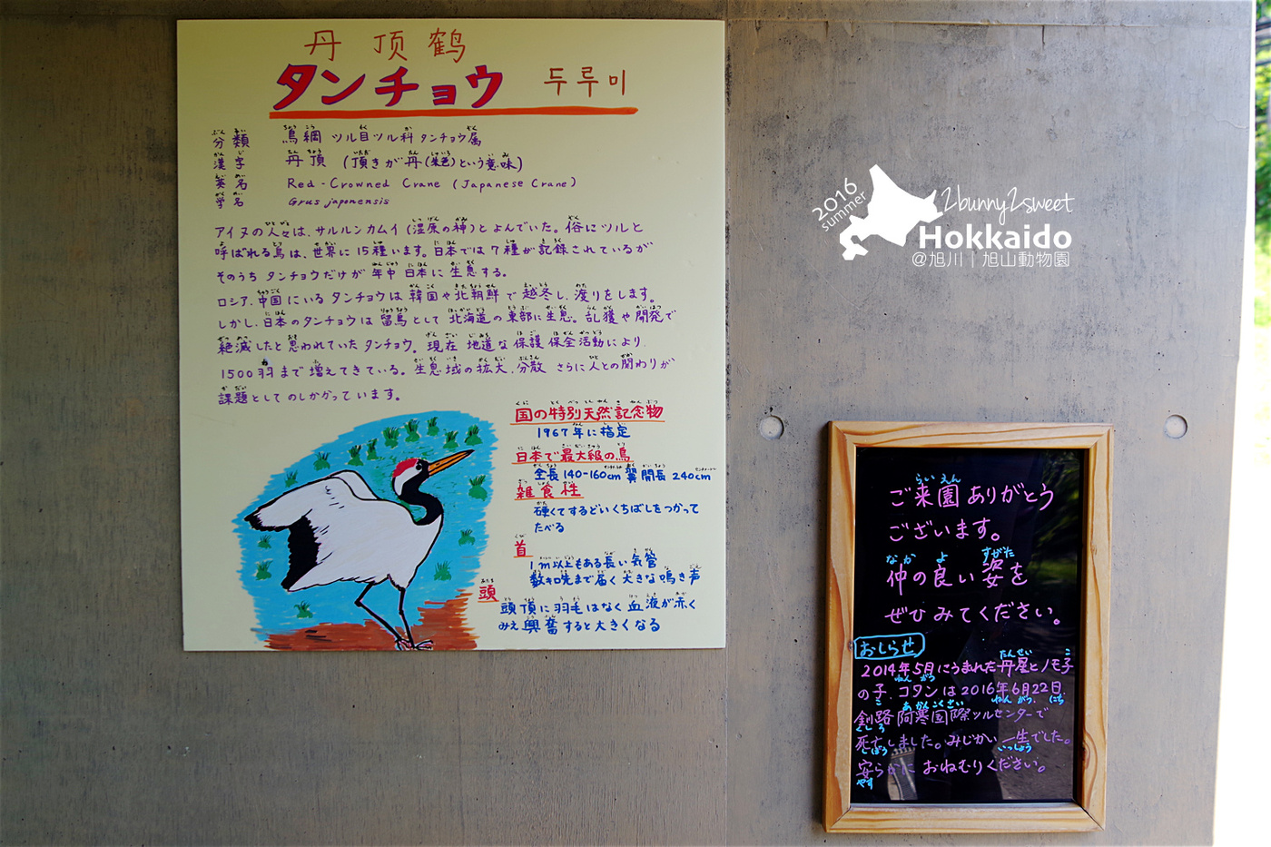 [北海道|親子|自駕] 旭山動物園～看極地動物不用隔著玻璃!! 在『旭山動物園』和企鵝、北極熊面對面～旭川親子景點 @兔兒毛毛姊妹花