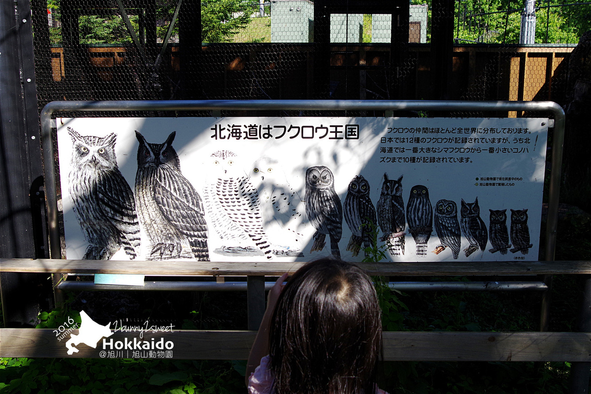 [北海道|親子|自駕] 旭山動物園～看極地動物不用隔著玻璃!! 在『旭山動物園』和企鵝、北極熊面對面～旭川親子景點 @兔兒毛毛姊妹花