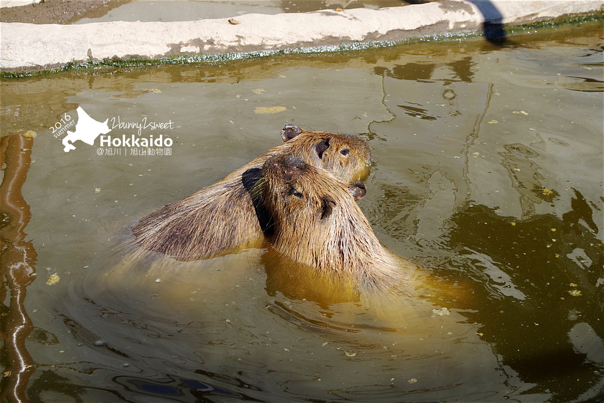 [北海道|親子|自駕] 旭山動物園～看極地動物不用隔著玻璃!! 在『旭山動物園』和企鵝、北極熊面對面～旭川親子景點 @兔兒毛毛姊妹花