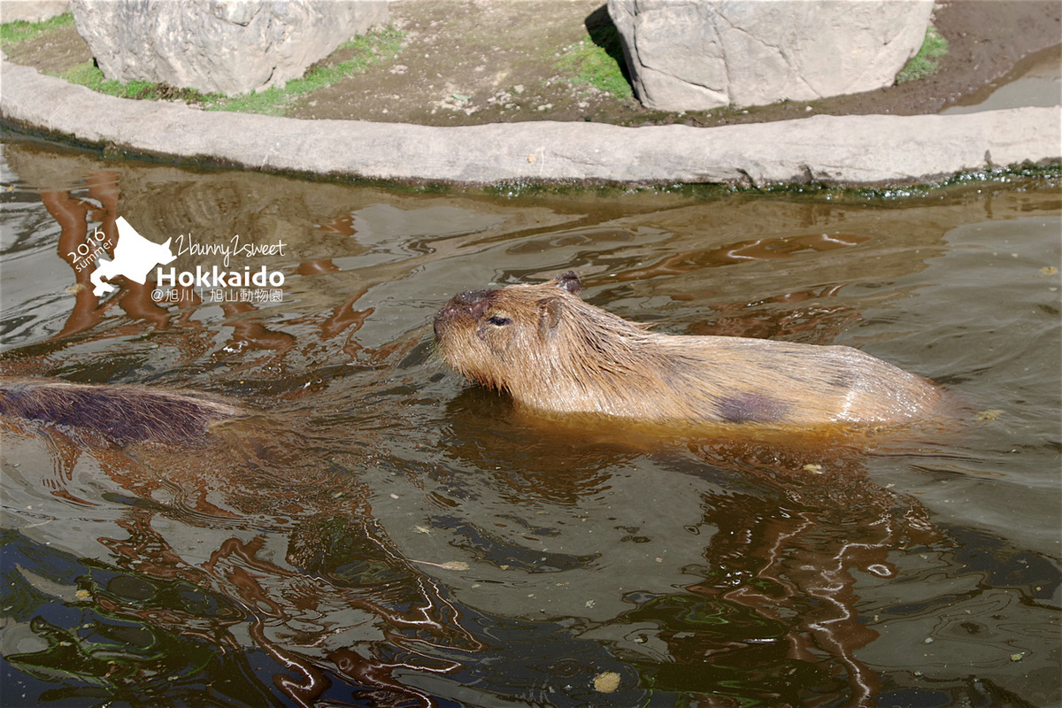 [北海道|親子|自駕] 旭山動物園～看極地動物不用隔著玻璃!! 在『旭山動物園』和企鵝、北極熊面對面～旭川親子景點 @兔兒毛毛姊妹花
