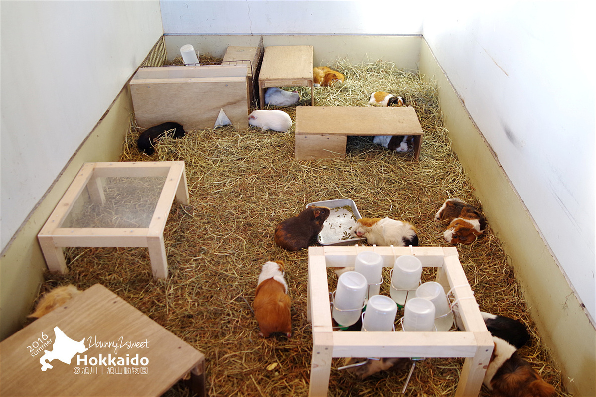 [北海道|親子|自駕] 旭山動物園～看極地動物不用隔著玻璃!! 在『旭山動物園』和企鵝、北極熊面對面～旭川親子景點 @兔兒毛毛姊妹花