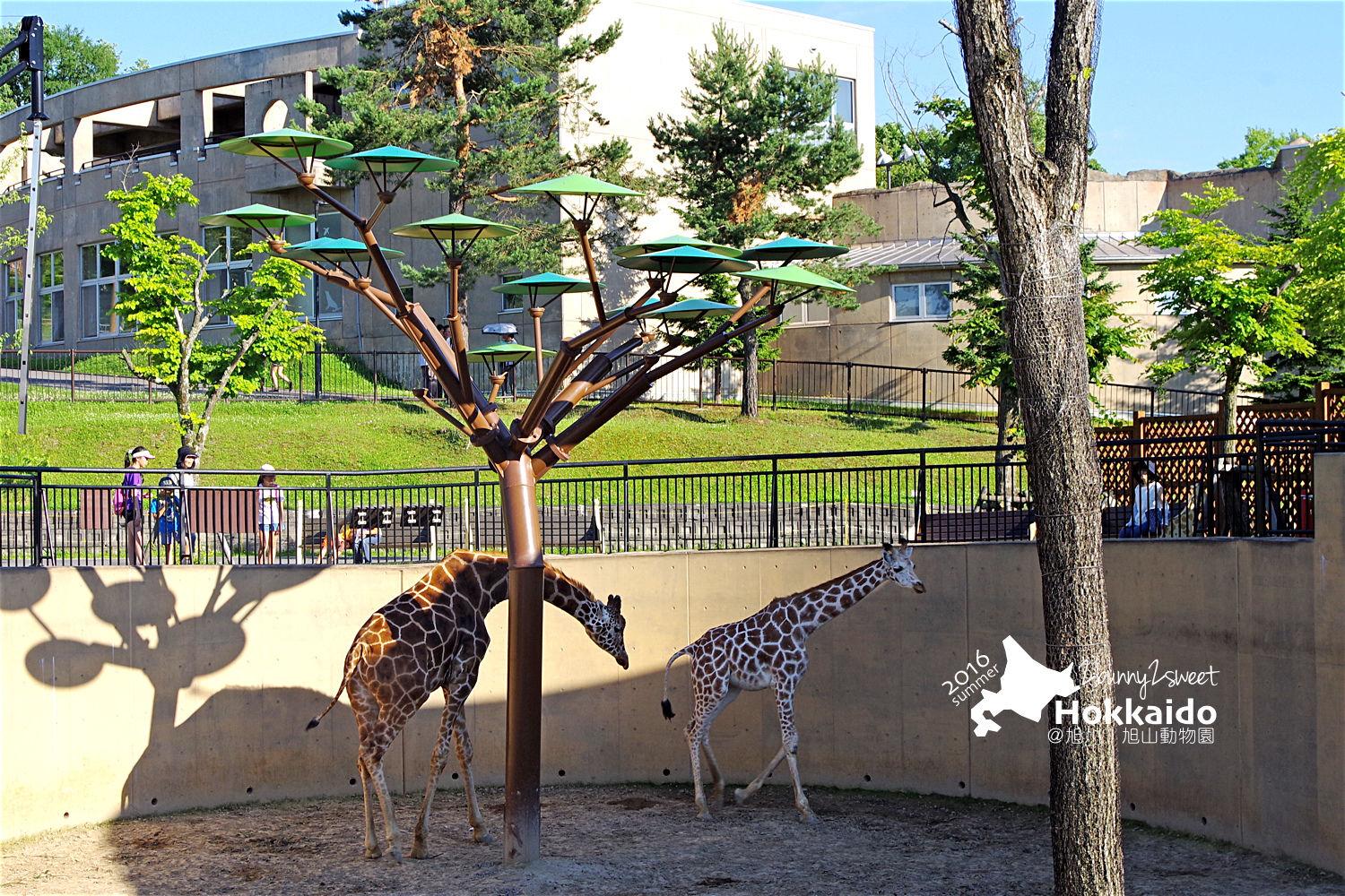 [北海道|親子|自駕] 旭山動物園～看極地動物不用隔著玻璃!! 在『旭山動物園』和企鵝、北極熊面對面～旭川親子景點 @兔兒毛毛姊妹花