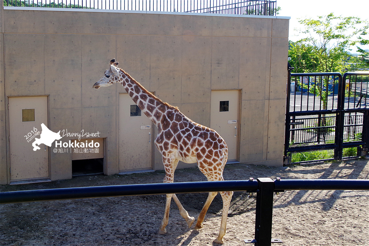 [北海道|親子|自駕] 旭山動物園～看極地動物不用隔著玻璃!! 在『旭山動物園』和企鵝、北極熊面對面～旭川親子景點 @兔兒毛毛姊妹花