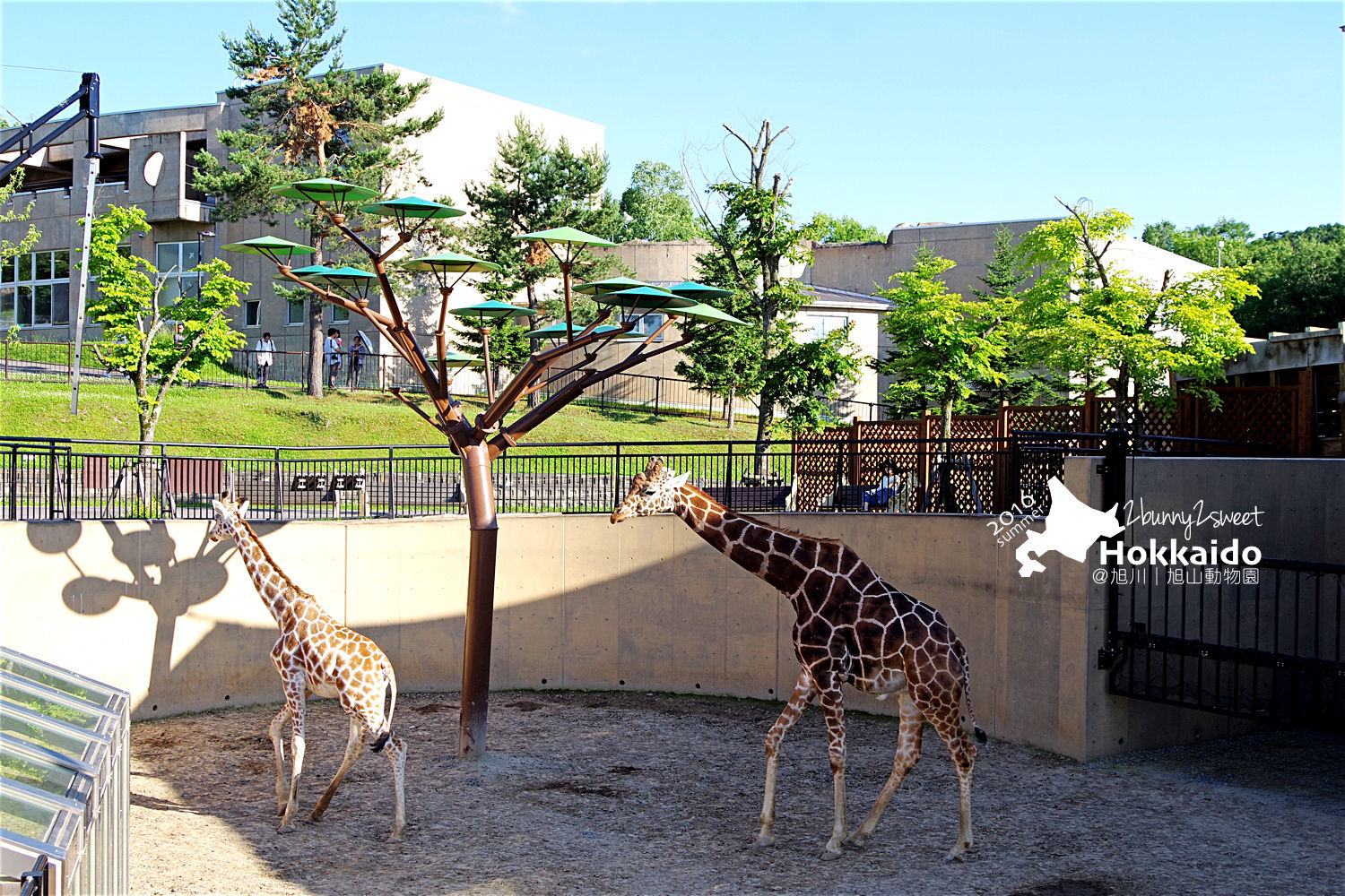 [北海道|親子|自駕] 旭山動物園～看極地動物不用隔著玻璃!! 在『旭山動物園』和企鵝、北極熊面對面～旭川親子景點 @兔兒毛毛姊妹花