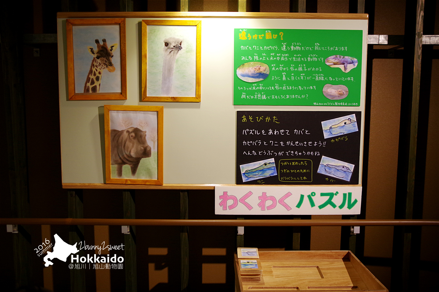 [北海道|親子|自駕] 旭山動物園～看極地動物不用隔著玻璃!! 在『旭山動物園』和企鵝、北極熊面對面～旭川親子景點 @兔兒毛毛姊妹花