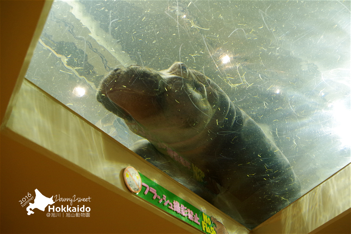 [北海道|親子|自駕] 旭山動物園～看極地動物不用隔著玻璃!! 在『旭山動物園』和企鵝、北極熊面對面～旭川親子景點 @兔兒毛毛姊妹花