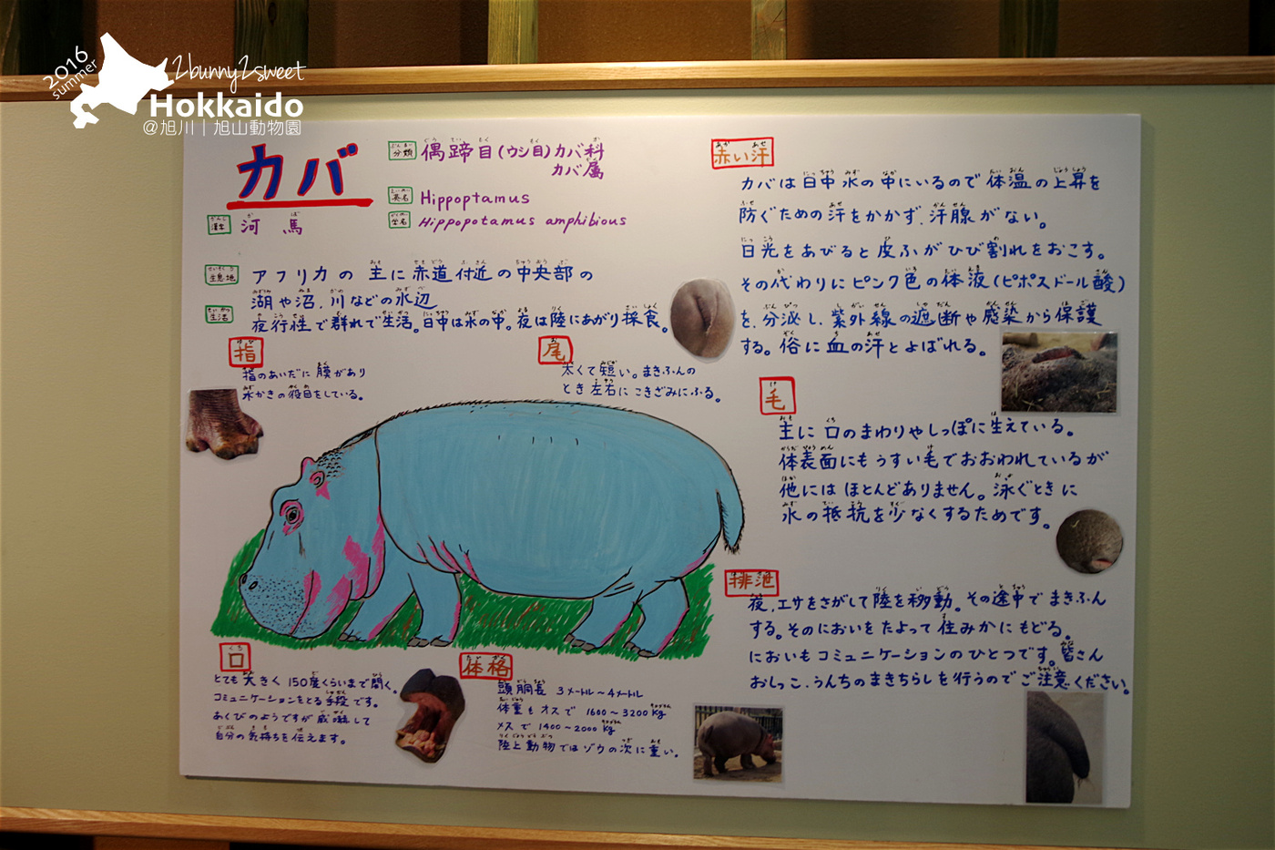 [北海道|親子|自駕] 旭山動物園～看極地動物不用隔著玻璃!! 在『旭山動物園』和企鵝、北極熊面對面～旭川親子景點 @兔兒毛毛姊妹花