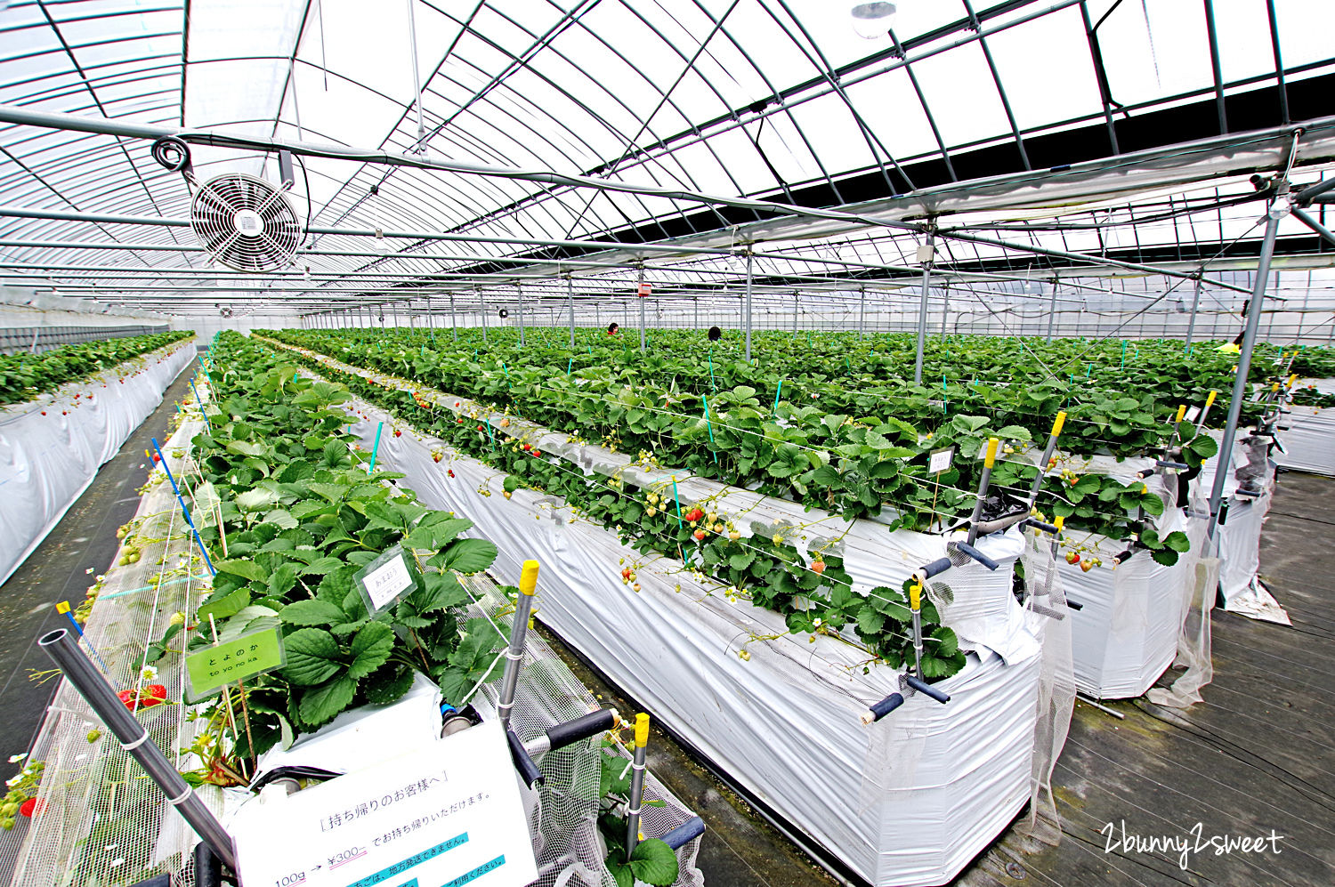 【九州採草莓推薦】白木農園：50分鐘吃到飽、多種日本草莓品種邊採邊吃超過癮 @兔兒毛毛姊妹花