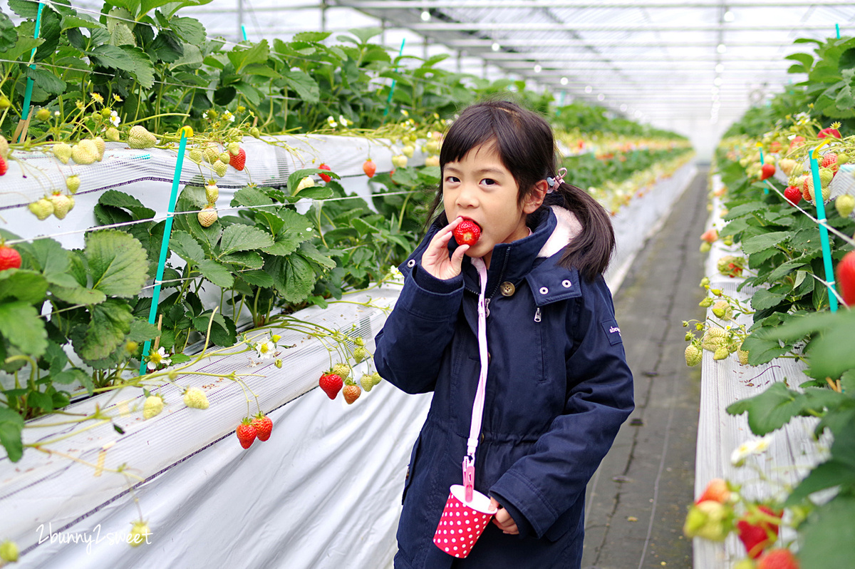 【九州採草莓推薦】白木農園：50分鐘吃到飽、多種日本草莓品種邊採邊吃超過癮 @兔兒毛毛姊妹花
