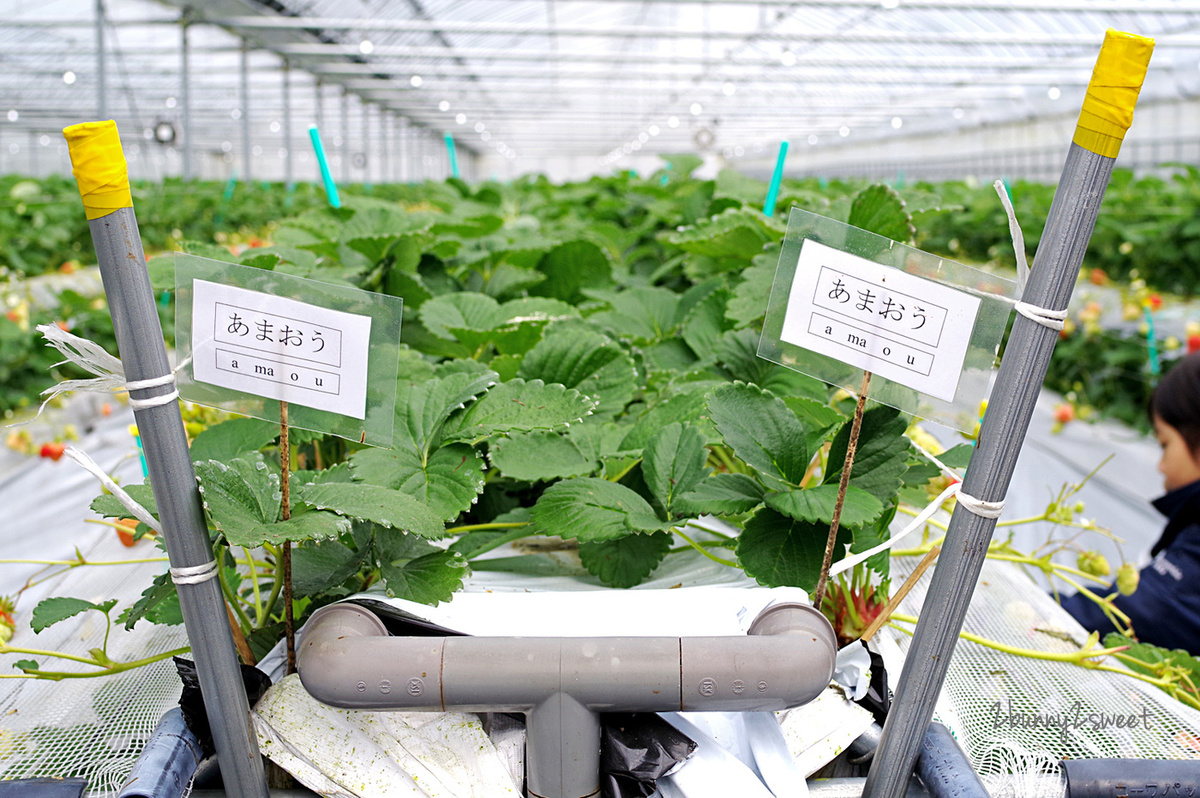 【九州採草莓推薦】白木農園：50分鐘吃到飽、多種日本草莓品種邊採邊吃超過癮 @兔兒毛毛姊妹花