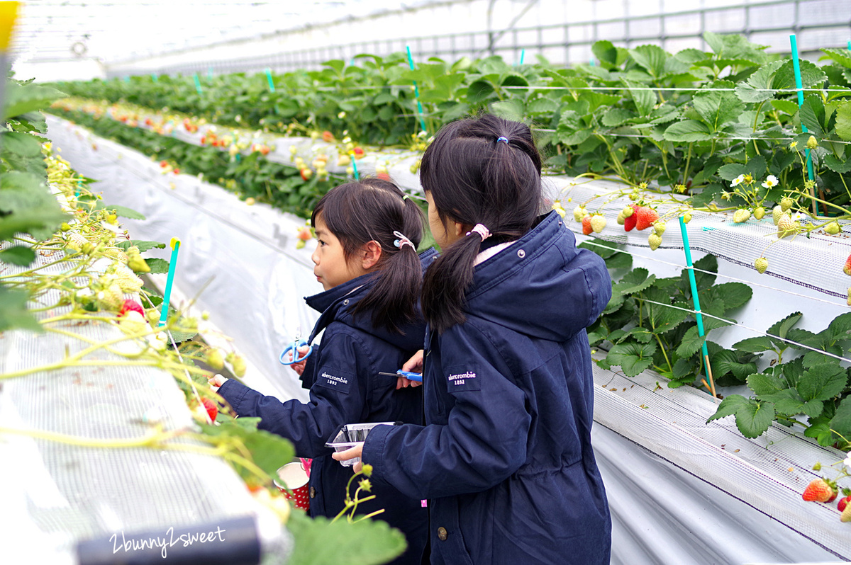 【九州採草莓推薦】白木農園：50分鐘吃到飽、多種日本草莓品種邊採邊吃超過癮 @兔兒毛毛姊妹花
