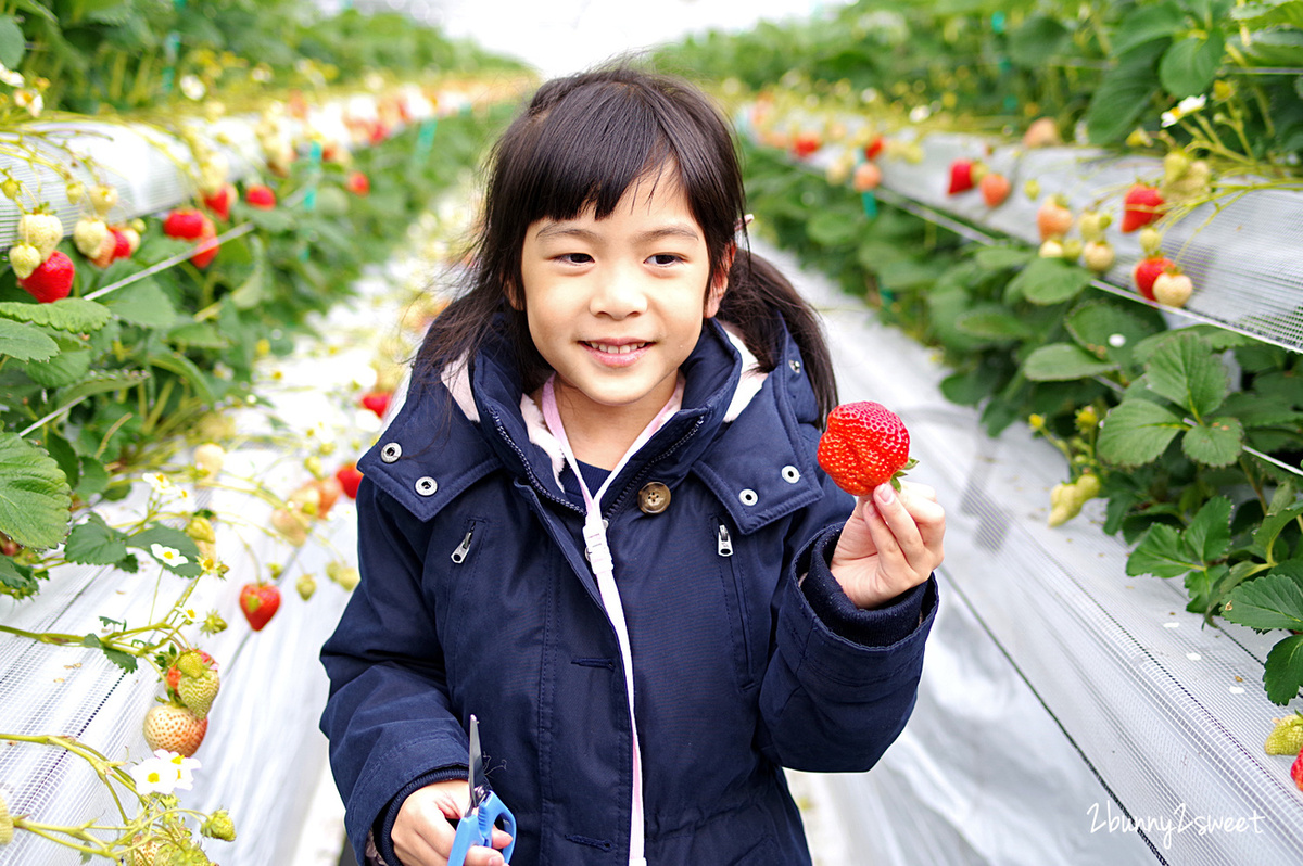 【九州採草莓推薦】白木農園：50分鐘吃到飽、多種日本草莓品種邊採邊吃超過癮 @兔兒毛毛姊妹花