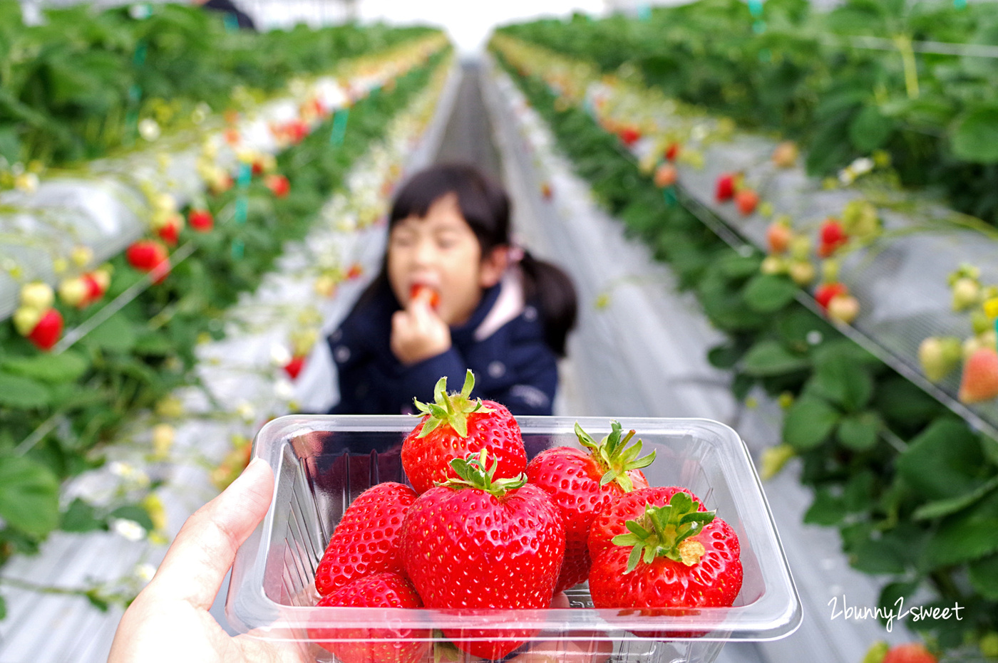 【九州採草莓推薦】白木農園：50分鐘吃到飽、多種日本草莓品種邊採邊吃超過癮 @兔兒毛毛姊妹花