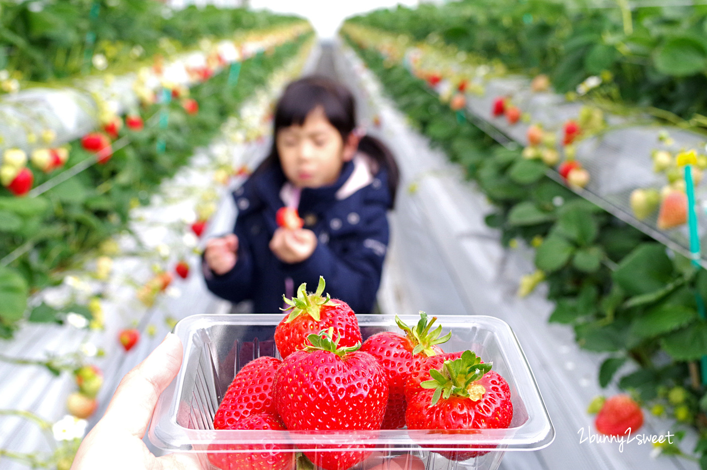 【九州採草莓推薦】白木農園：50分鐘吃到飽、多種日本草莓品種邊採邊吃超過癮 @兔兒毛毛姊妹花