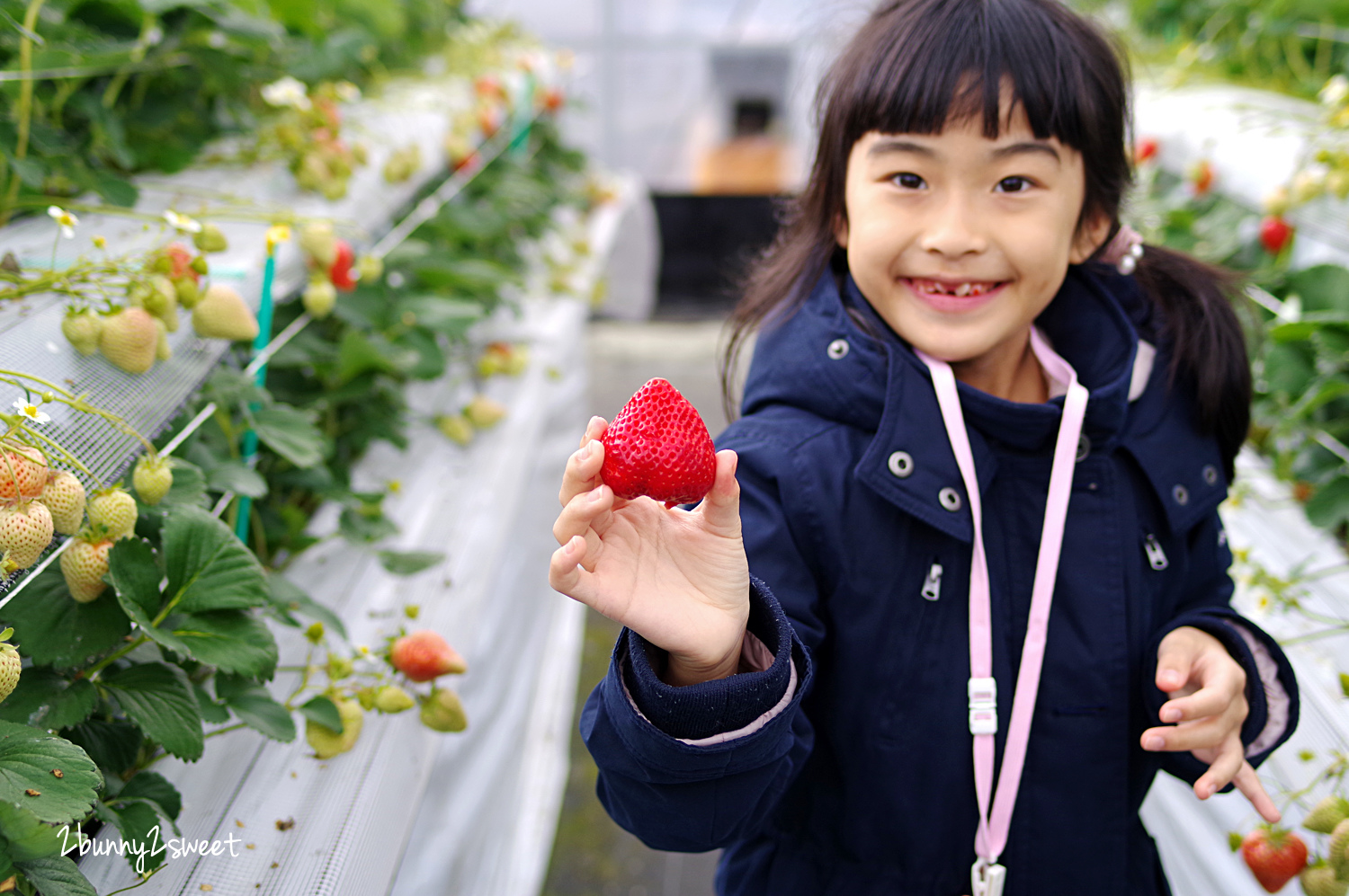 【九州採草莓推薦】白木農園：50分鐘吃到飽、多種日本草莓品種邊採邊吃超過癮 @兔兒毛毛姊妹花