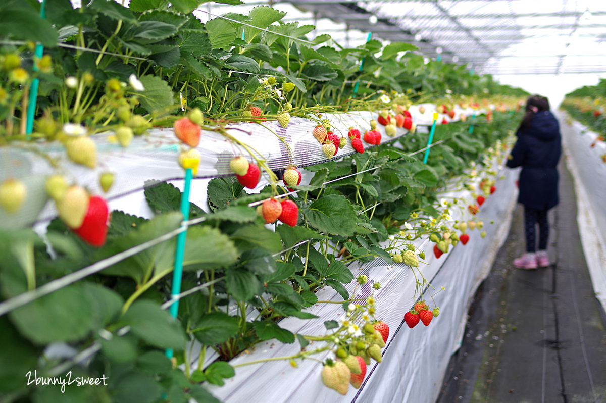 【九州採草莓推薦】白木農園：50分鐘吃到飽、多種日本草莓品種邊採邊吃超過癮 @兔兒毛毛姊妹花
