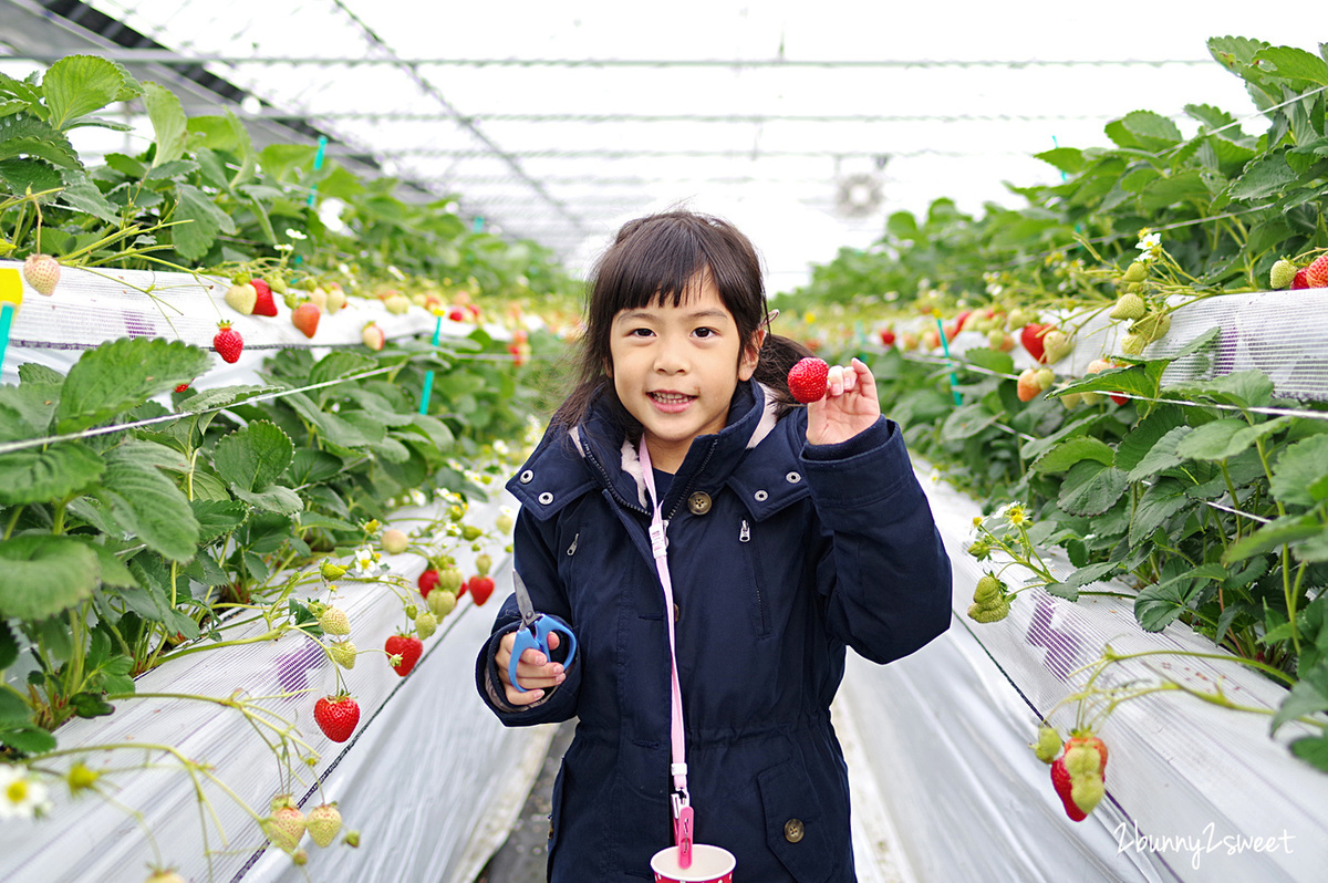【九州採草莓推薦】白木農園：50分鐘吃到飽、多種日本草莓品種邊採邊吃超過癮 @兔兒毛毛姊妹花