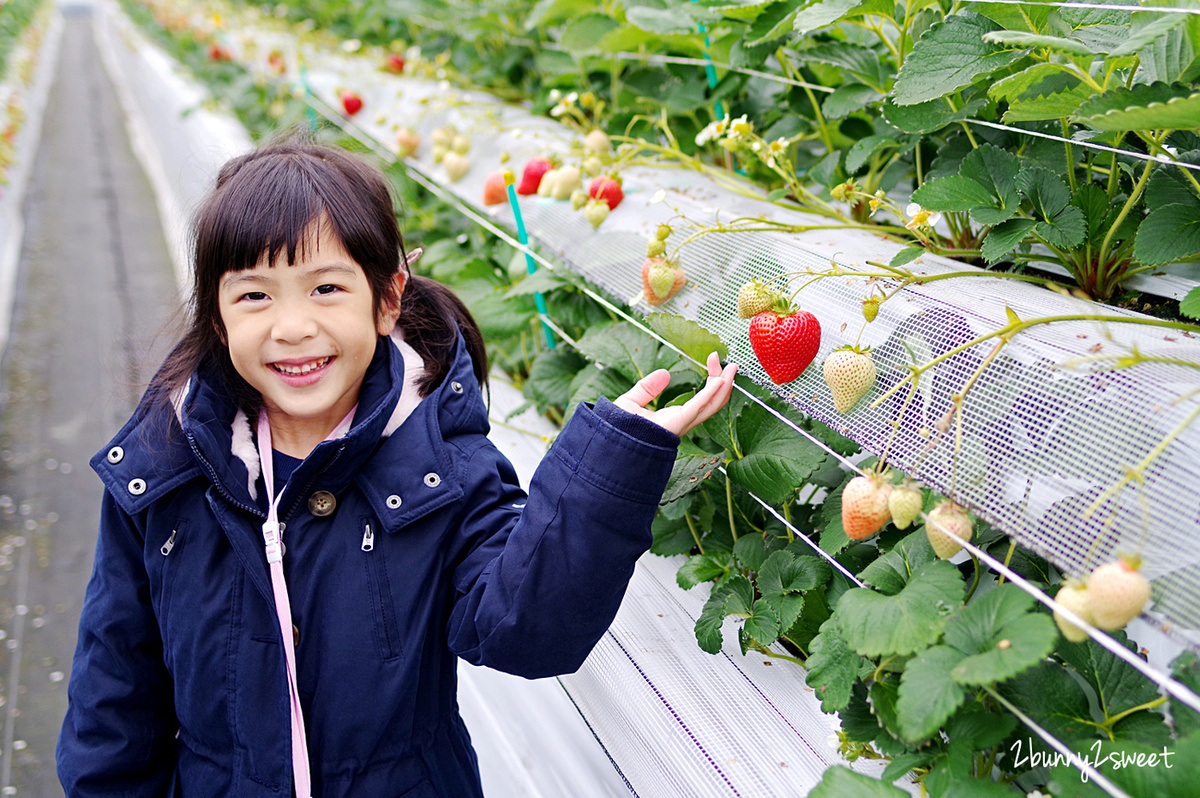 【九州採草莓推薦】白木農園：50分鐘吃到飽、多種日本草莓品種邊採邊吃超過癮 @兔兒毛毛姊妹花