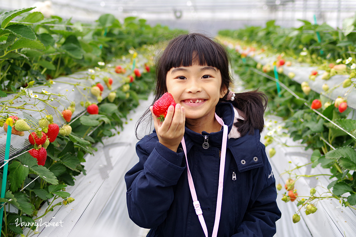 【九州採草莓推薦】白木農園：50分鐘吃到飽、多種日本草莓品種邊採邊吃超過癮 @兔兒毛毛姊妹花