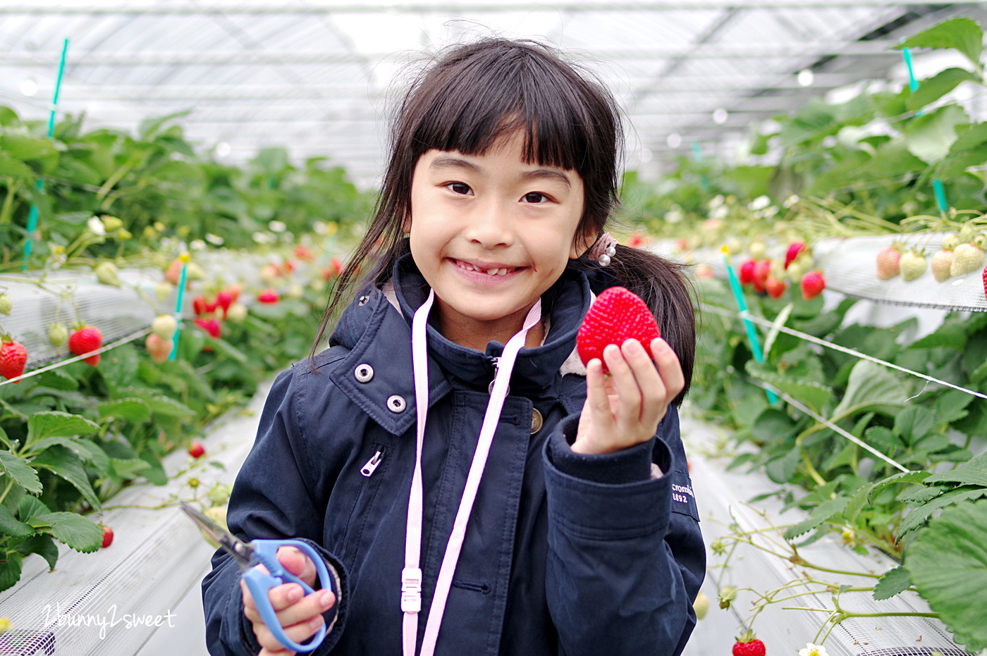 【九州採草莓推薦】白木農園：50分鐘吃到飽、多種日本草莓品種邊採邊吃超過癮 @兔兒毛毛姊妹花