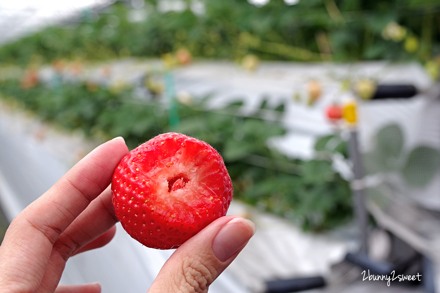 【九州採草莓推薦】白木農園：50分鐘吃到飽、多種日本草莓品種邊採邊吃超過癮 @兔兒毛毛姊妹花