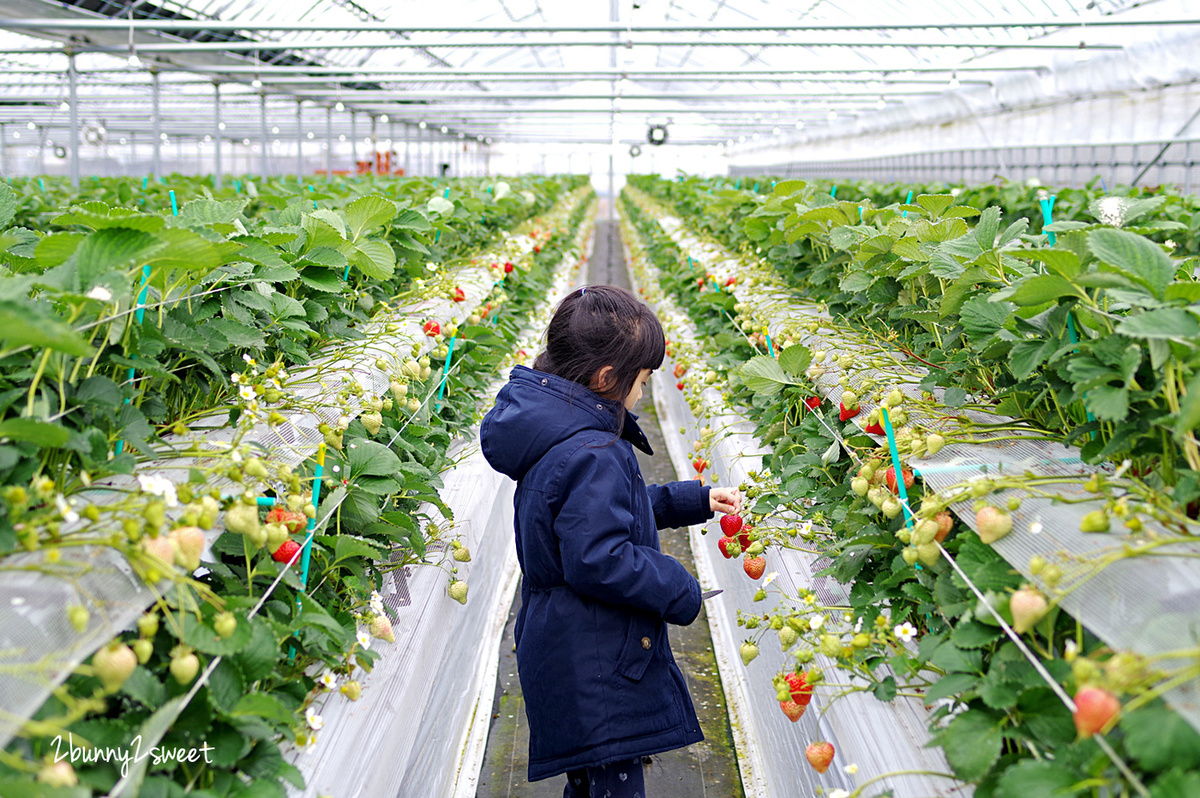 【九州採草莓推薦】白木農園：50分鐘吃到飽、多種日本草莓品種邊採邊吃超過癮 @兔兒毛毛姊妹花