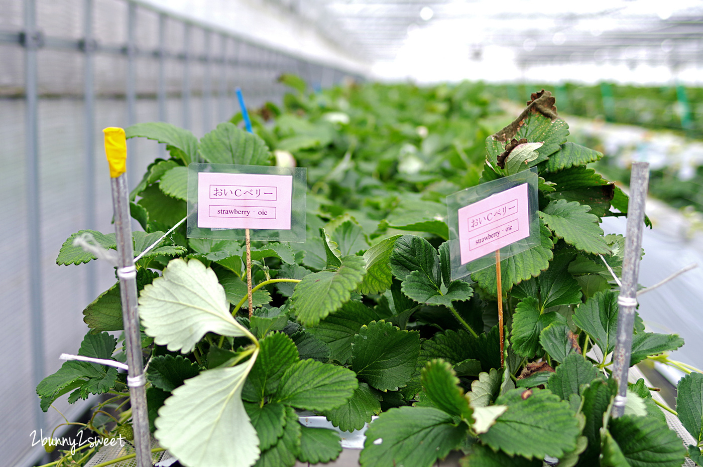 【九州採草莓推薦】白木農園：50分鐘吃到飽、多種日本草莓品種邊採邊吃超過癮 @兔兒毛毛姊妹花
