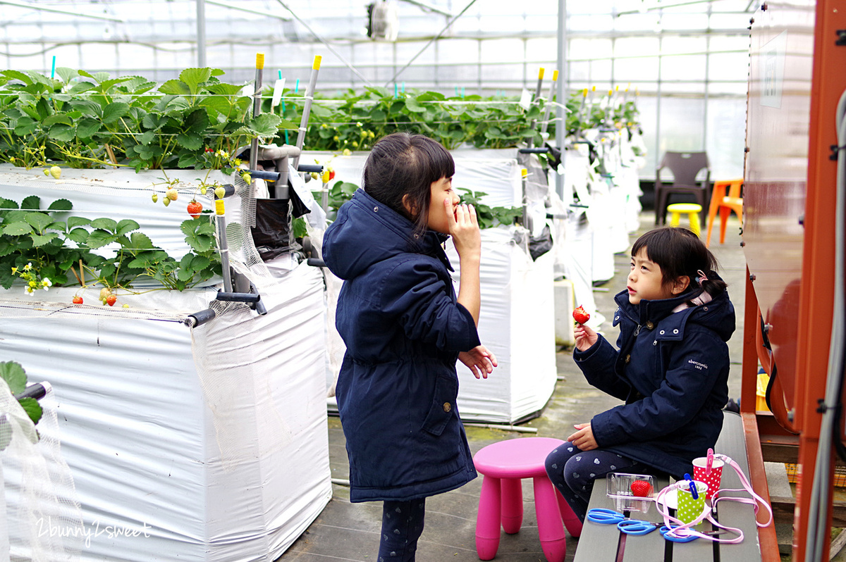 【九州採草莓推薦】白木農園：50分鐘吃到飽、多種日本草莓品種邊採邊吃超過癮 @兔兒毛毛姊妹花