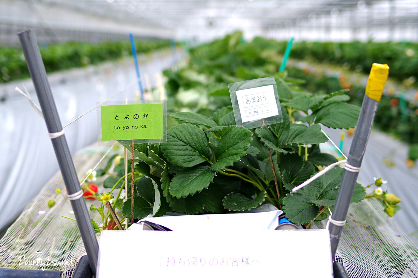 【九州採草莓推薦】白木農園：50分鐘吃到飽、多種日本草莓品種邊採邊吃超過癮 @兔兒毛毛姊妹花