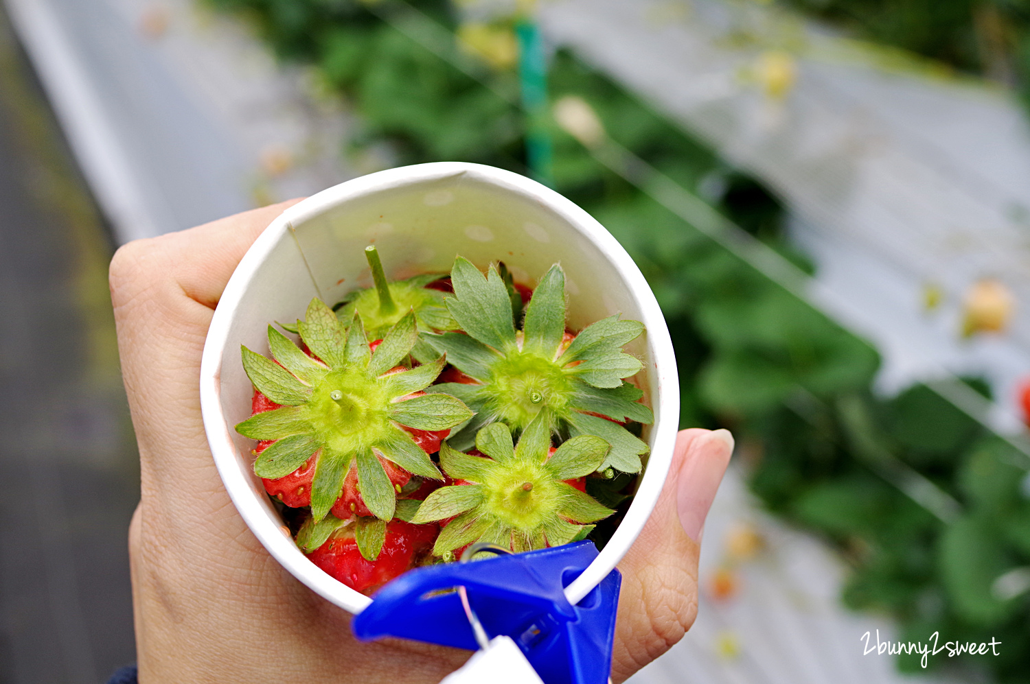 【九州採草莓推薦】白木農園：50分鐘吃到飽、多種日本草莓品種邊採邊吃超過癮 @兔兒毛毛姊妹花