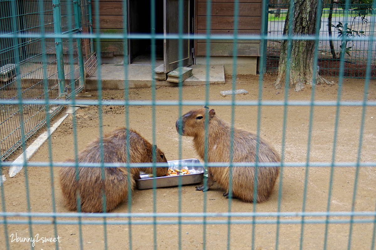 【海之中道海濱公園】福岡親子景點推薦｜300公頃國營公園、動物園、水樂園、花海一次玩 @兔兒毛毛姊妹花