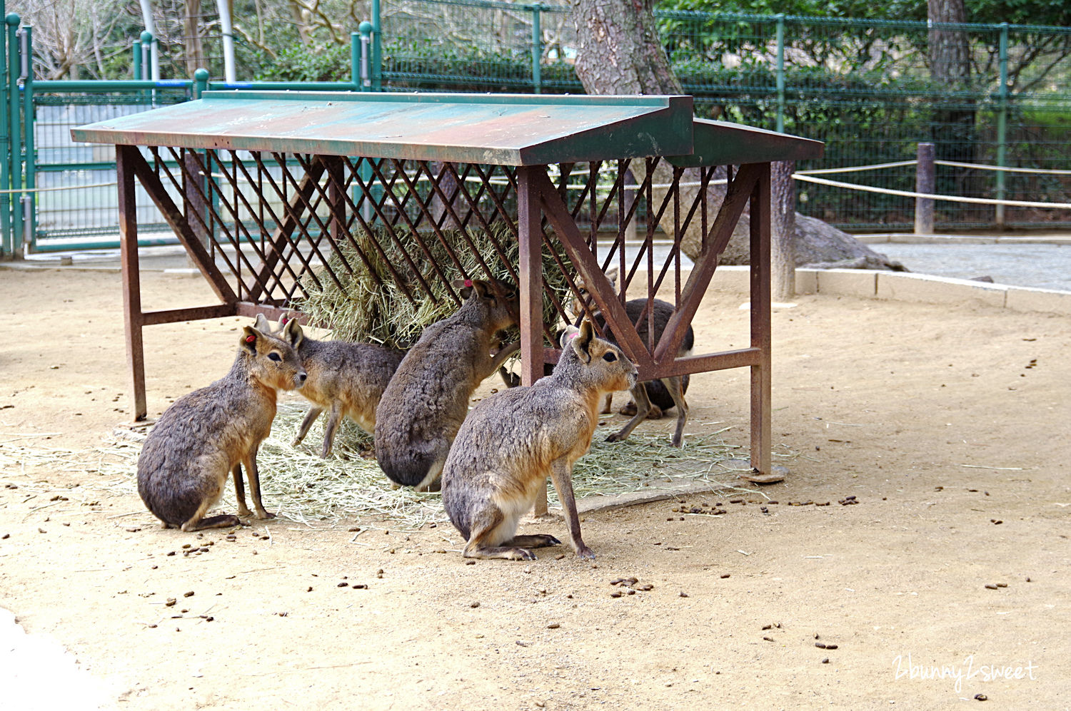 【海之中道海濱公園】福岡親子景點推薦｜300公頃國營公園、動物園、水樂園、花海一次玩 @兔兒毛毛姊妹花